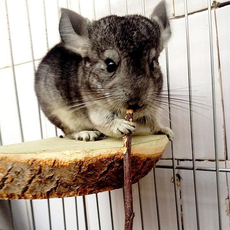 50g/set Rabbit chinchilla guinea pig squirrel bite molar apple branch Bird Parrot Hamsters Chewing Toys - Image 3
