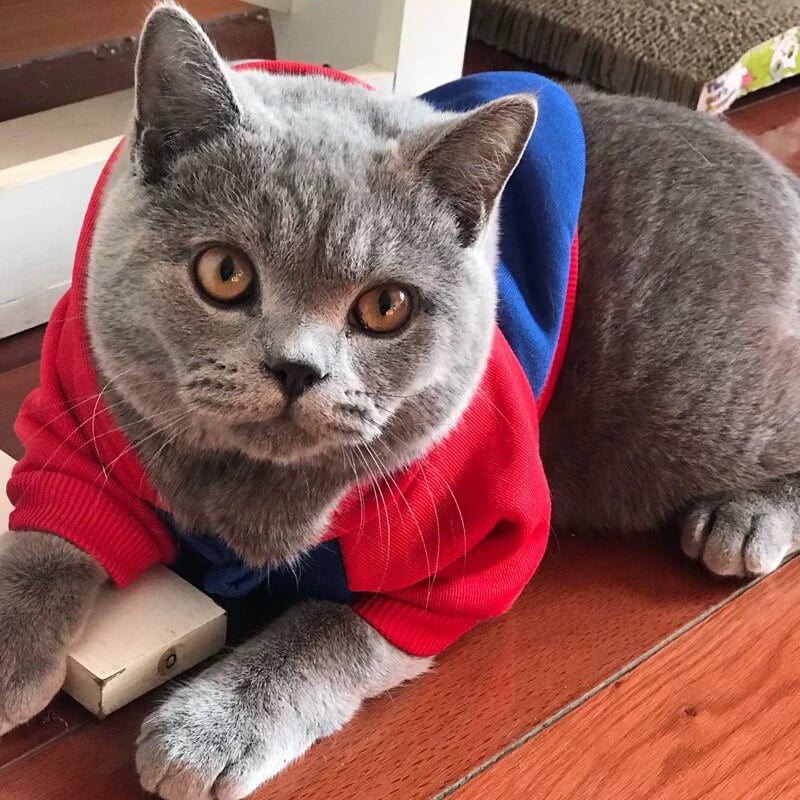 Cartoon Cat Hoodie Sweater Winter Warm Pet Cat Clothes for Small Cats Cotton Kitten Coat Jacket Cat Costumes Pet Dog Clothing - Image 3