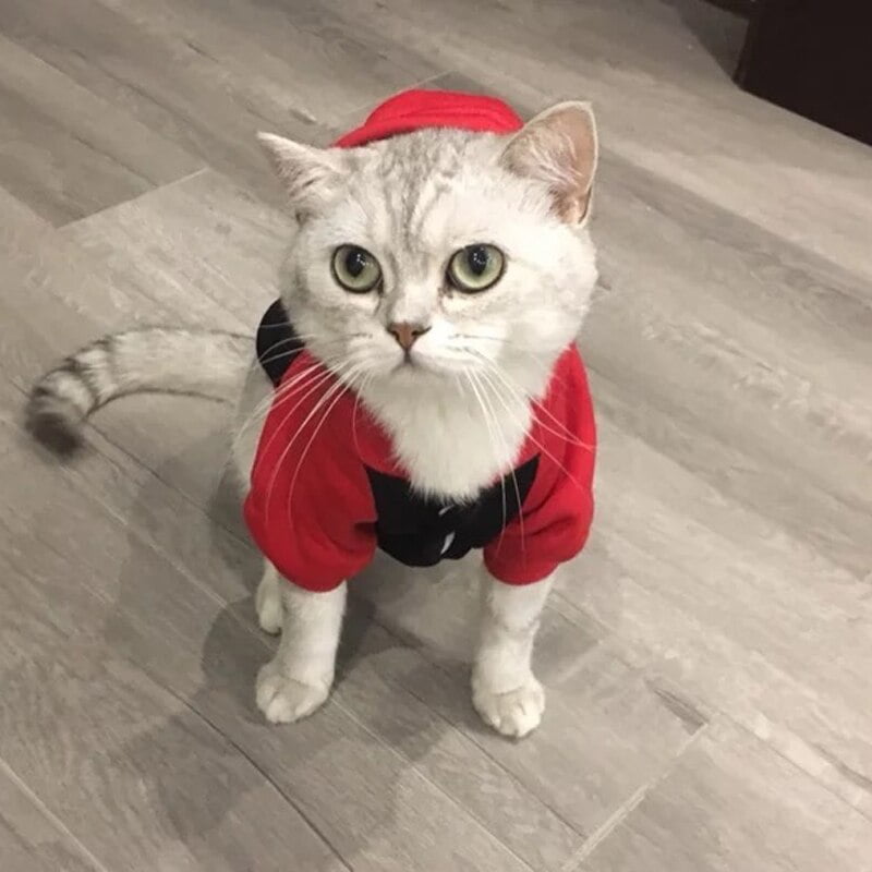 Cartoon Cat Hoodie Sweater Winter Warm Pet Cat Clothes for Small Cats Cotton Kitten Coat Jacket Cat Costumes Pet Dog Clothing - Image 4