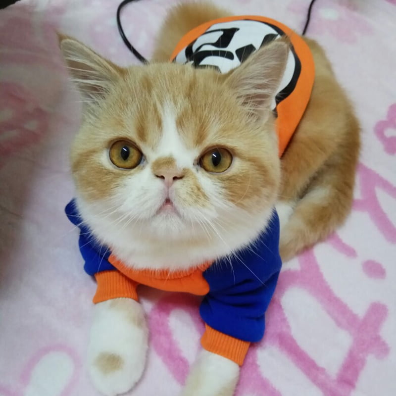 Fashion Pet Cat Costume Summer Cat Vest Hoodie Cozy Mascoats Gotos Clothes for Cats Katten Coat Kedi Clothing Sweatshirt Outfit - Image 2