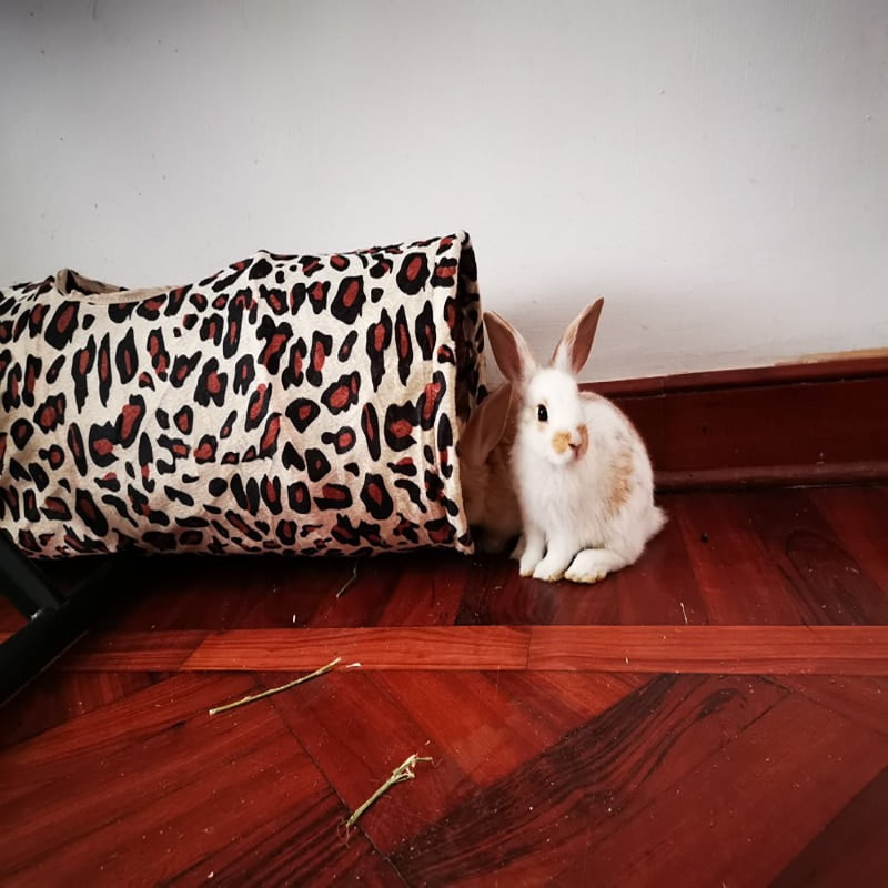 Pet Tunnel Leopard Print Pet Rabbit Play Tunnel Collapsible Tunnel Space-Saving Nontoxic Toys for Dogs Cat Rabbits 120x250 cm - Image 3
