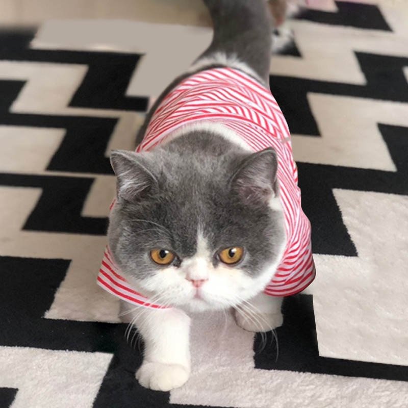 Plaid Cat Clothes Autumn Winter Pet Clothing for Small Cats Dogs Cotton Cat Costumes Soft Kitten Kitty Coat Jacket Puppy Outfit - Image 3